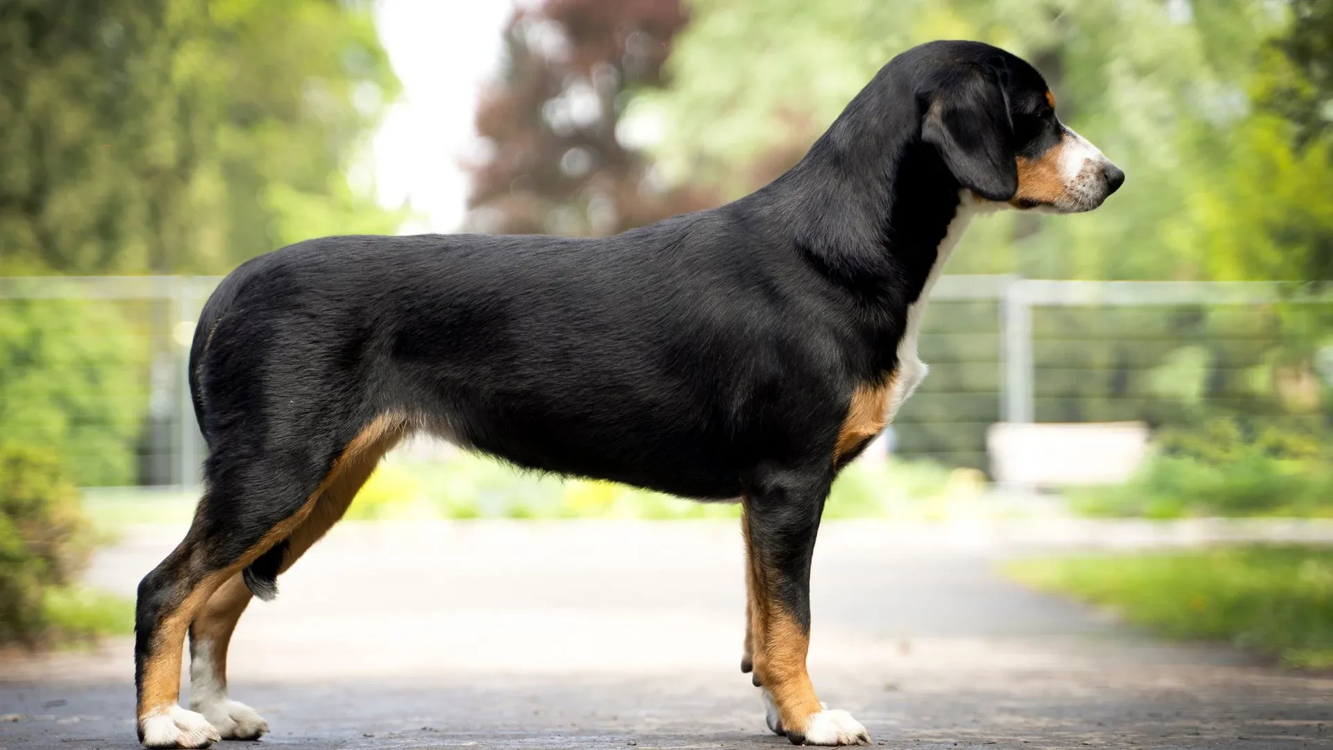 Entlebucher Mountain Dog